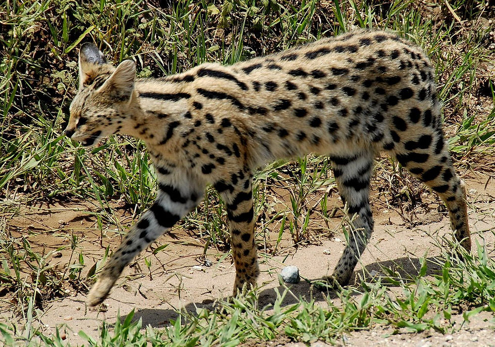 SERVAL $1000