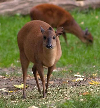 Natal Red Duiker $1400