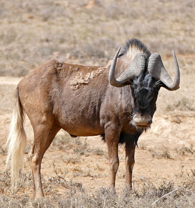 Black Wildebeest $1300