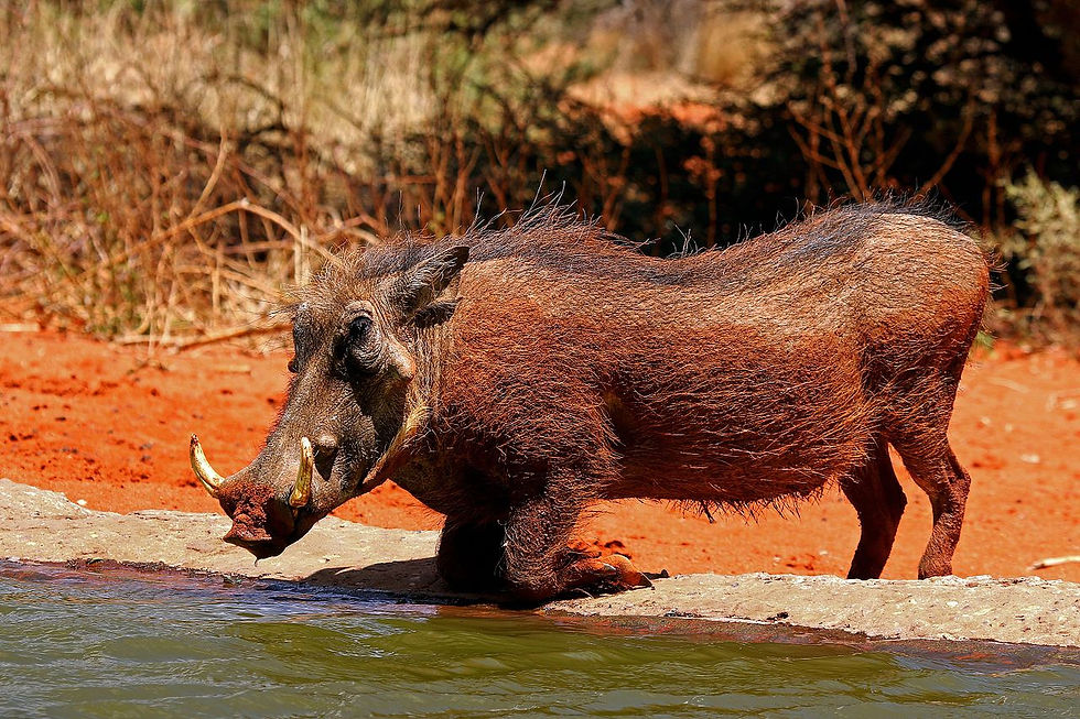COMMON WARTHOG $500