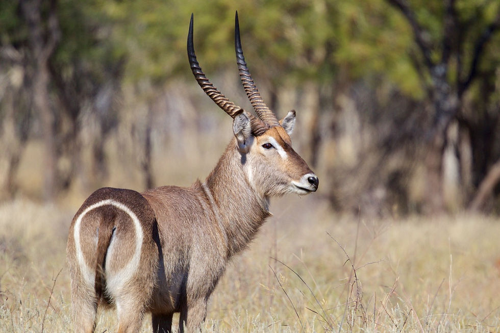 WATERBUCK $1800