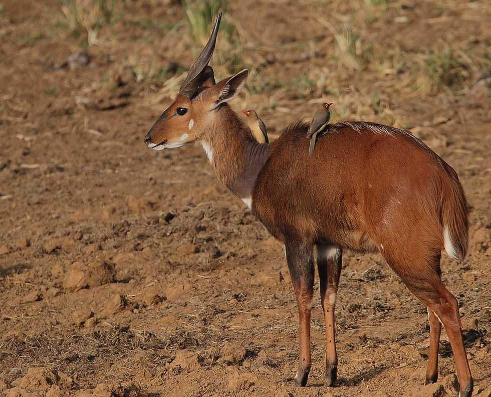 CAPE BUSHBUCK $800