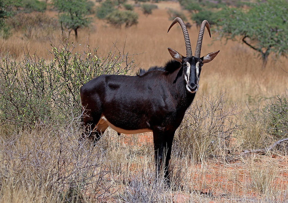 Sable antelope POR