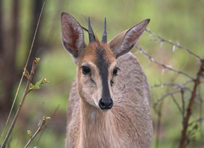 SOUTHERN BUSH DUIKER $350