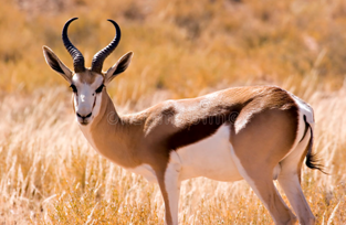 KALAHARI SPRINGBOK $580