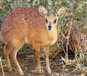 Cape Grysbok $1100
