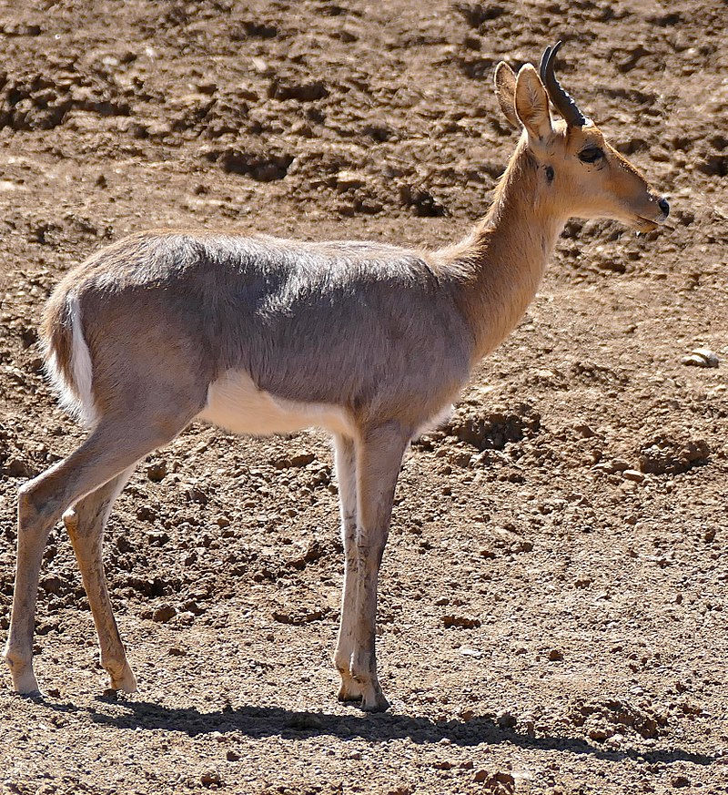 Mountain Reedbuck $600