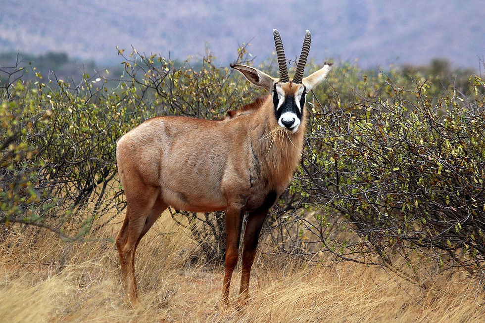 Roan antelope POR