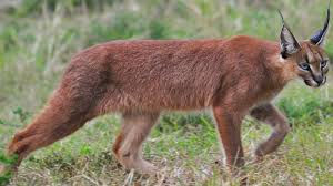 CARACAL $1000
