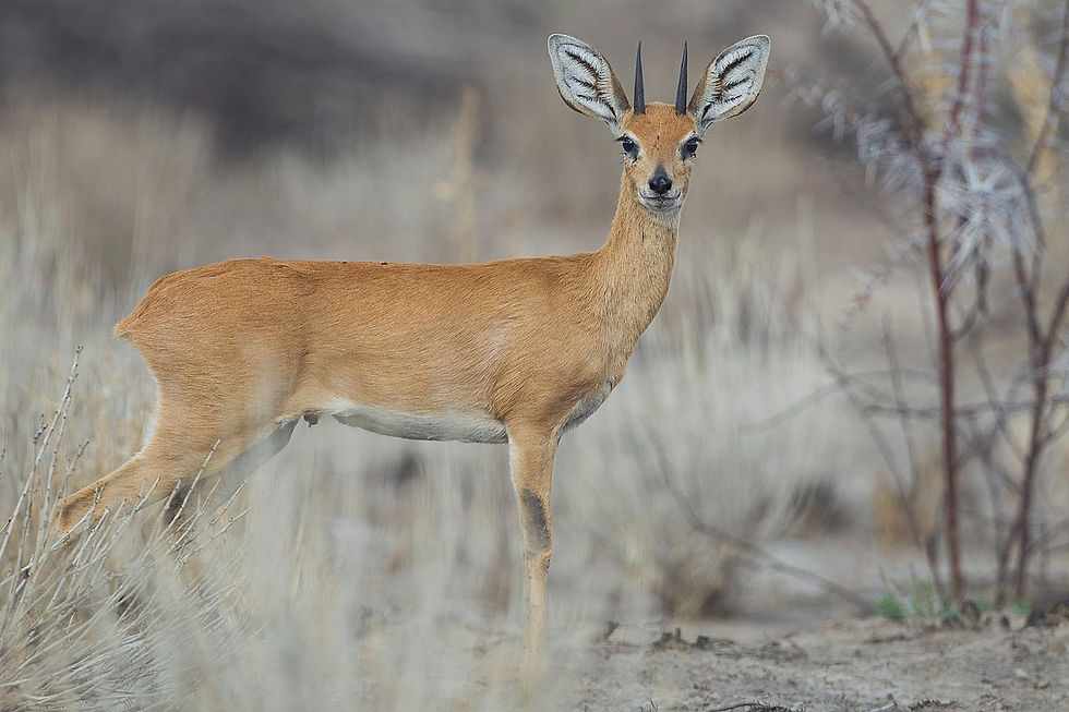 STEENBOK $400