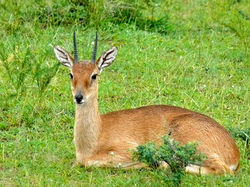 Oribi $2000