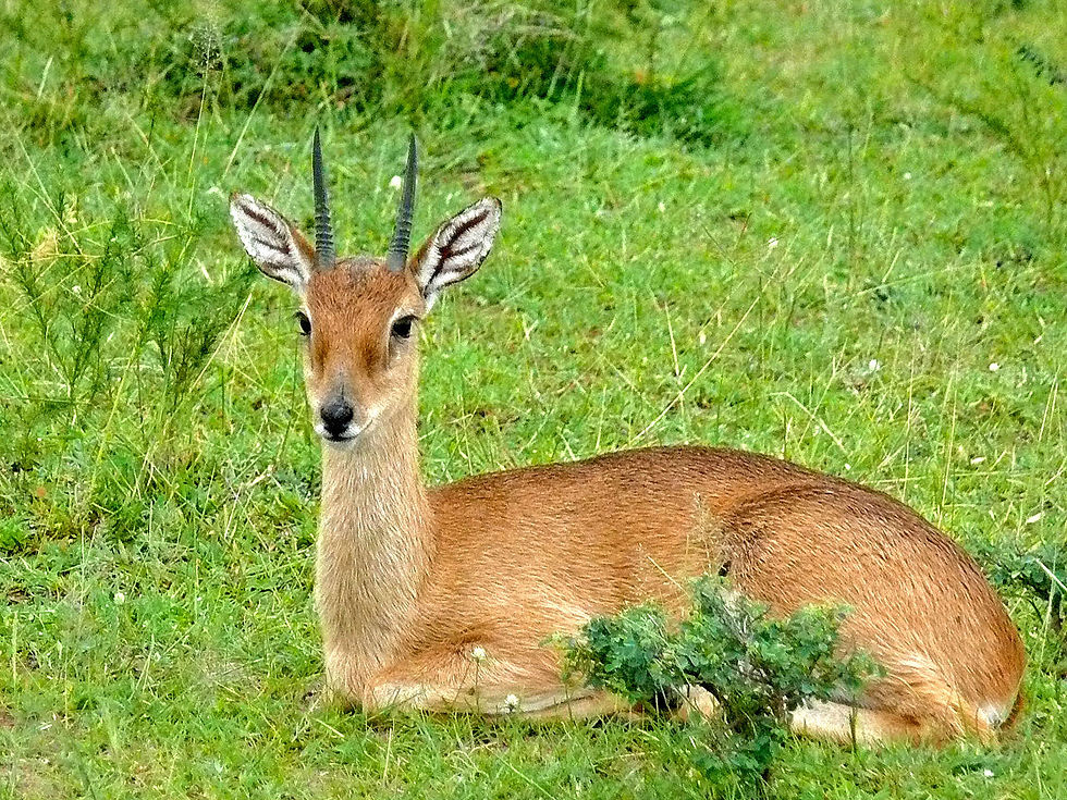 Oribi $2000