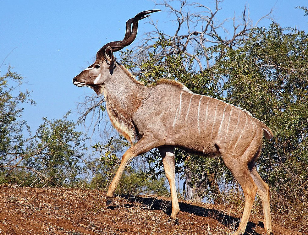 GREAT SOUTHERN KUDU $1500