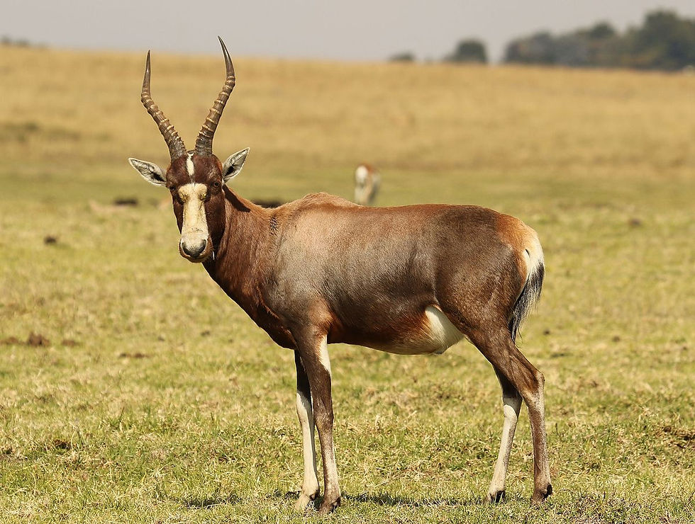 Common Blesbuck $500