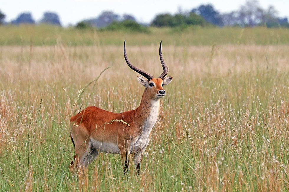 Red lechwe $3800