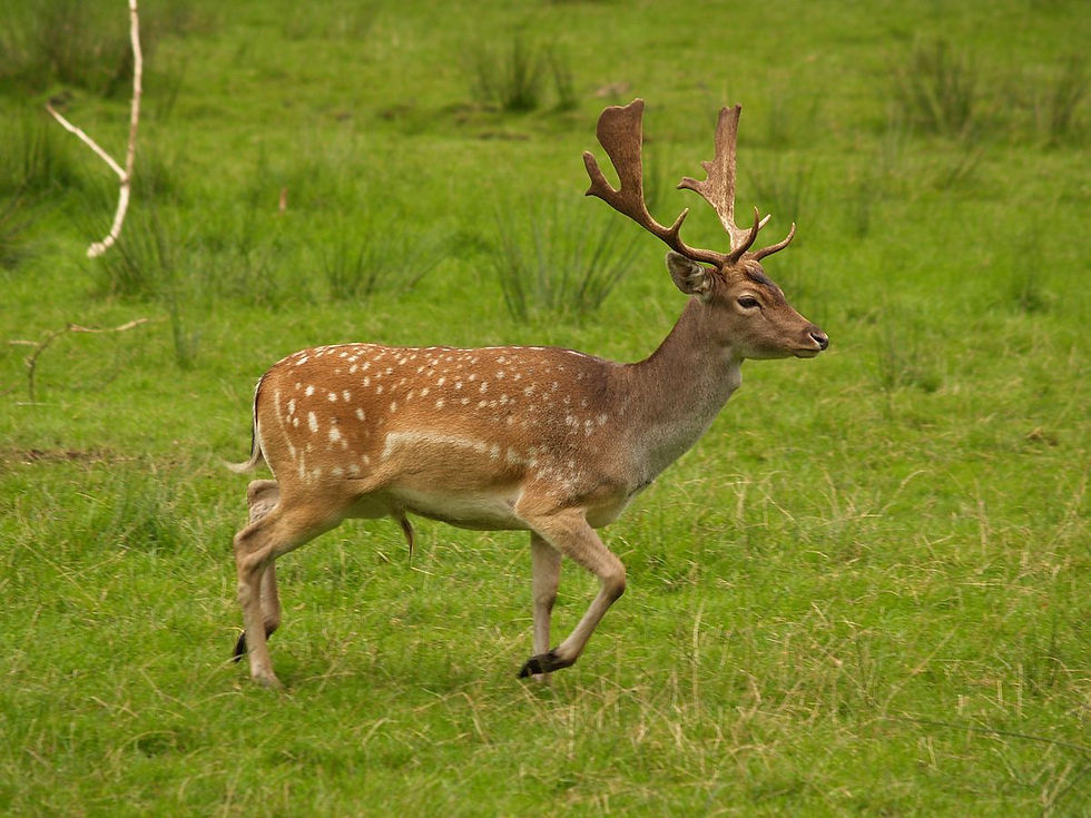 FALLOW DEER $900