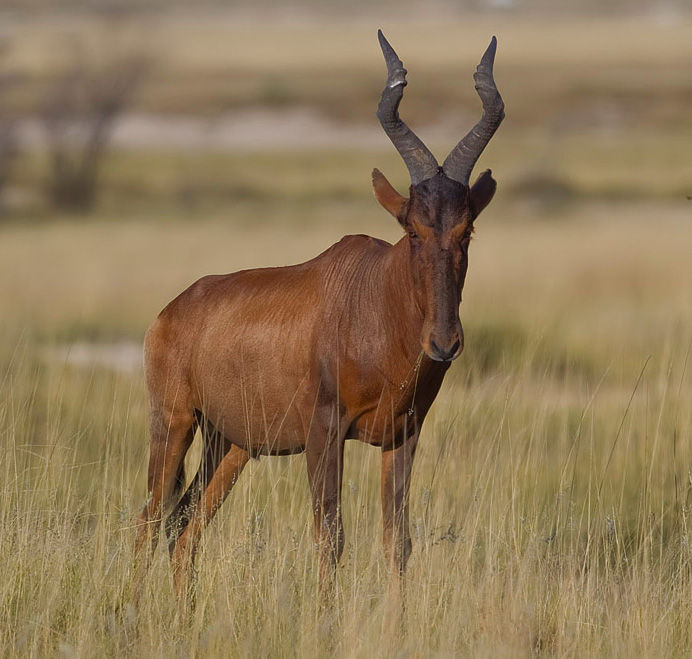 Red Hartebeest $1100