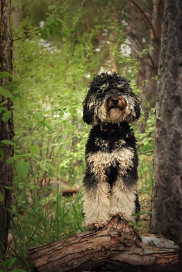 Fluffy black and white dog standing on a log pet care