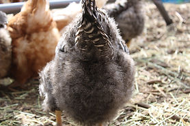 Back of a fluffy dark chick with others in background farm sitters