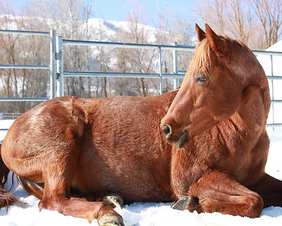 Red, our horse model for horse sitting