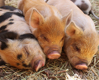 Farm pigs lying on straw Huntsville, Utah