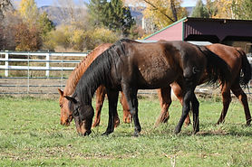 Three horses grazing in a field Horse and equine sitting horse care