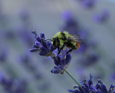 Bumble bee on lavender with a red butt