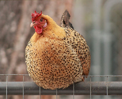 Chicken sitting on a fence Eden, Utah