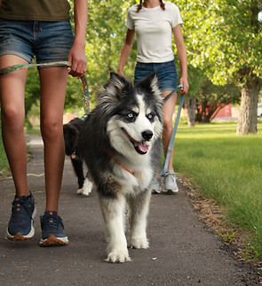 Two people walking two dogs, a husky in front, on a park path. dog walking Ogden Valley, Eden, Huntsville and Liberty, Utah