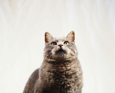Neko, our pet cat sitting and looking up
