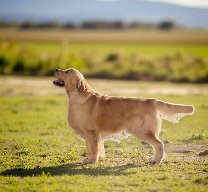 Olvinglay Hogwarts Mystery - 3 ans