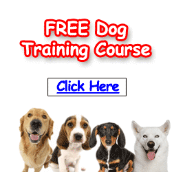 250x250_Dog.gif