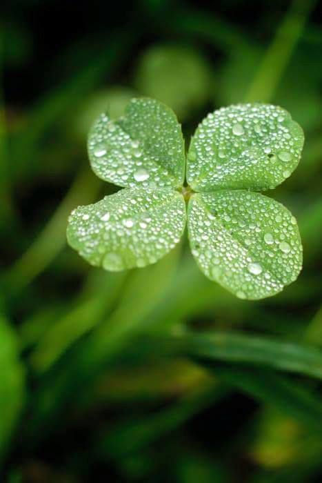 When Irish eyes are smiling, well.jpg.jpg