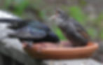 Starlings have a unique sound that some may describe as demonic, especially when they have fledglings begging for food