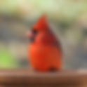 What is that red bird on my bird feeder?  