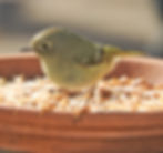 A Ruby-crowned Kinglet peers into a bowl of dried mealworms