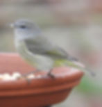 A Tennesee Warbler enjoys Suet Nuggets from C&S