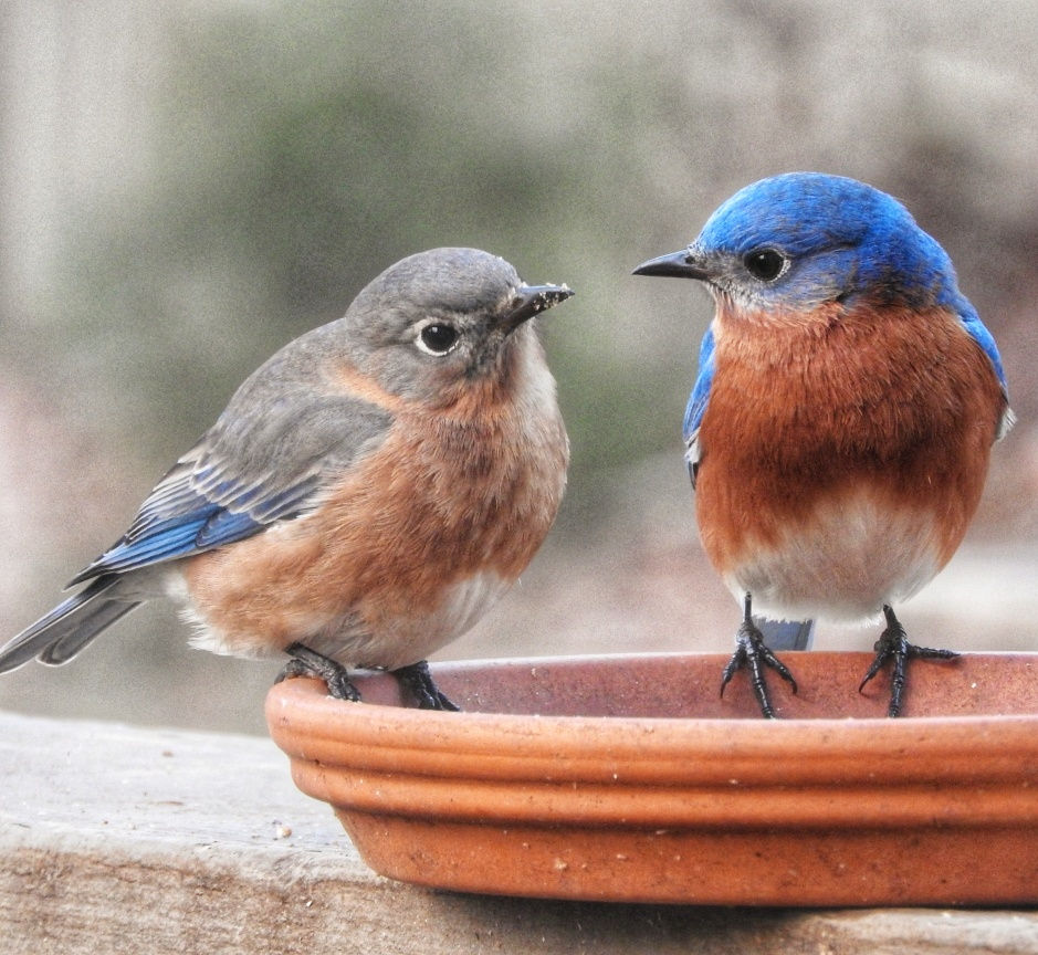 Adult male and adult female Eastern Bluebirds visit @Birdsofwestcobb in Marietta, GA. This was an adorable Valentine's Day post on our Instagram page.