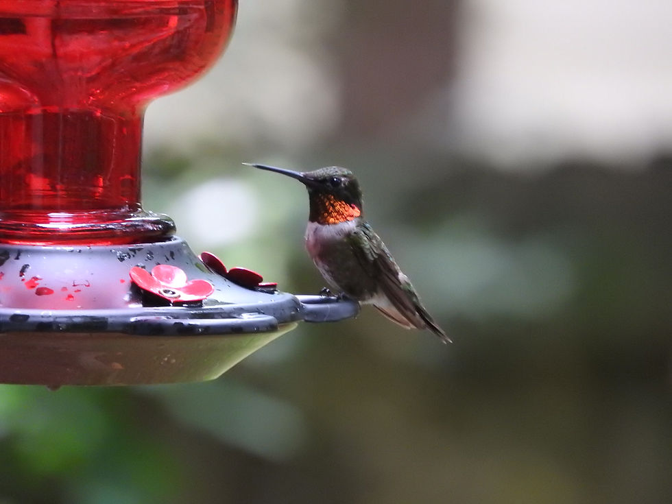 An adult male Ruby-Throated Hummingbird visits our feeder in Summer.