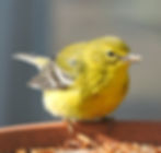 Adult male Pine Warbler pauses just long enough for a portrait over the dried mealworms plate @birdsofwestcobb