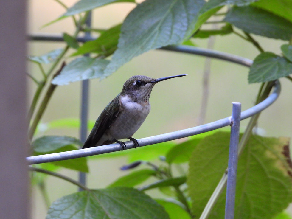 A territorial juvenile Ruby-throated Hummingbird perches on a tomato cage in our garden @birdsofwestcobb
