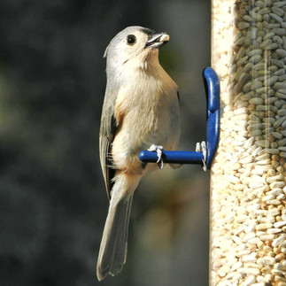 A Tufted Titmouse eats safflower seed from a tube feeder