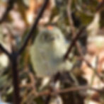 Ruby-Crowned Kinglet enjoys the sunshine on a cold Winter day in Georgia