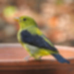 An adult Male Scarlet Tanager in Winter Plumage visits our large pool (or dish with water in it).