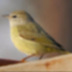 A Tennessee Warbler photographed during Winter in Marietta, GA