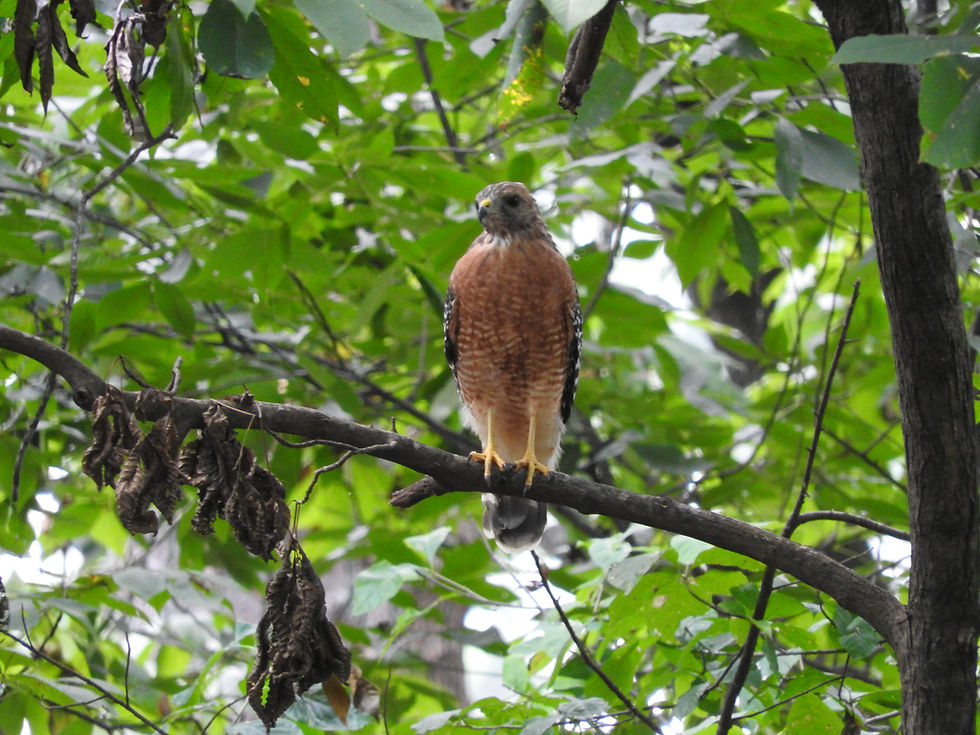 An adult red-shouldered hawk from the front view. These birds have incredible oloring