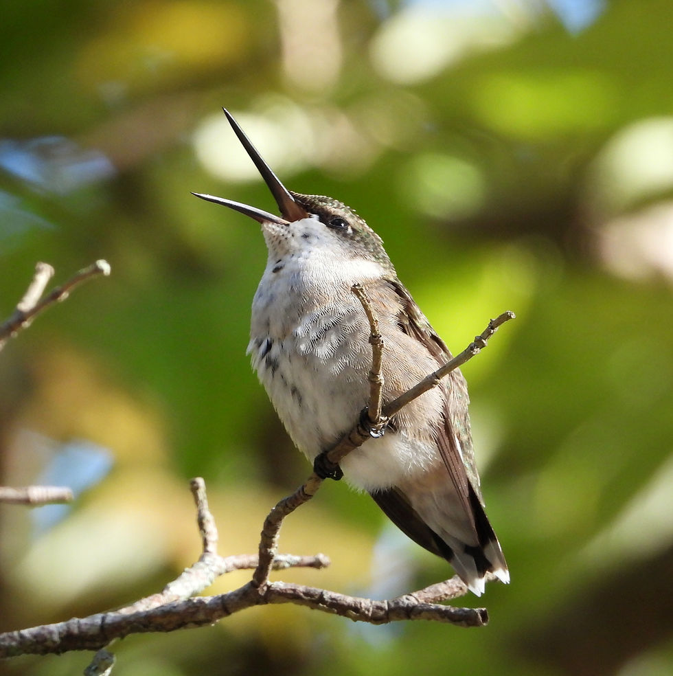 A Juvenile Ruby-throated humming bird calls out to declare his turf