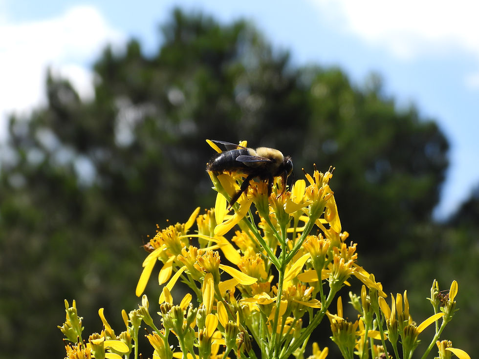 A carpenter bee pollinates the wild flowers at Leone Hall Price Park in Marietta, Georgia