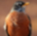 Introducing the American Robin, a beneficial garden guardian!