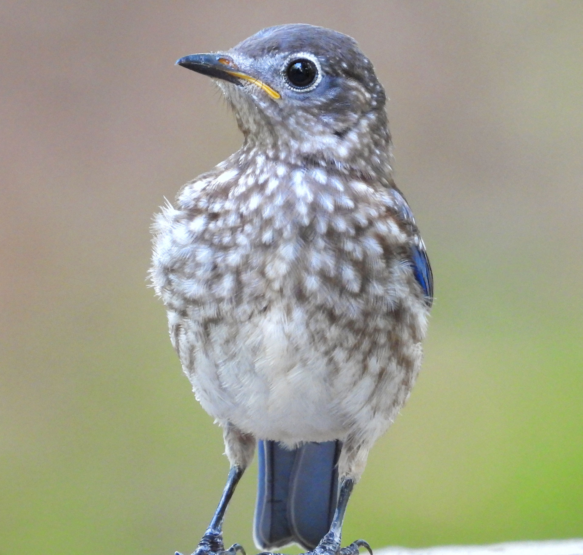 Fledgling Eastern Bluebird 